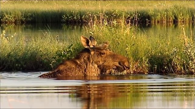 Дикая природа Швеции