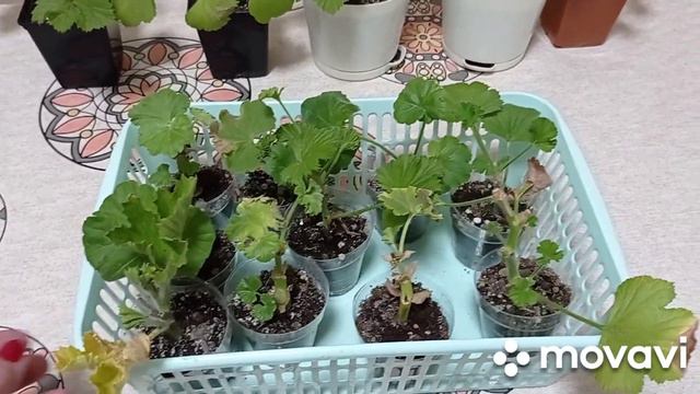 Комнатные цветы/растение. Вернулась к бегониям Элатиор, черенки пеларгонии.