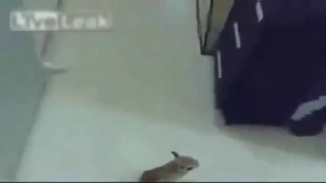 Знакомьтесь, смешной тушканчик