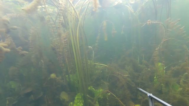 Трудовая Подводная охота осенью на щуку в октябре с арбалетом