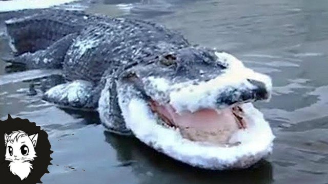 10 ЖИВОТНЫХ ЗАМЕРЗШИХ ВО ЛЬДУ [Белый кот]