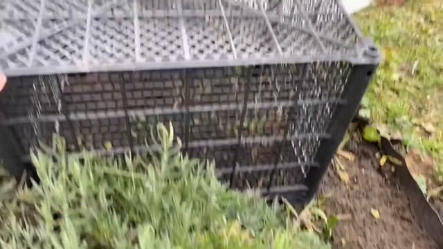КАК УКРЫТЬ ЛАВАНДУ НА ЗИМУ | Простой способ подготовки лаванды к зиме
