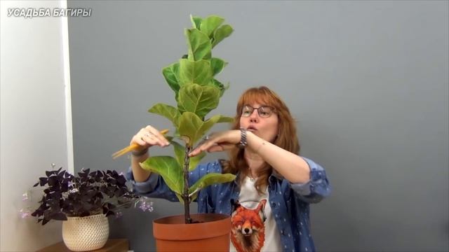 Формирование фикуса Лирата Бамбино (ч.1).