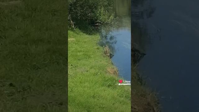 Like_7391943206460633661.mp4