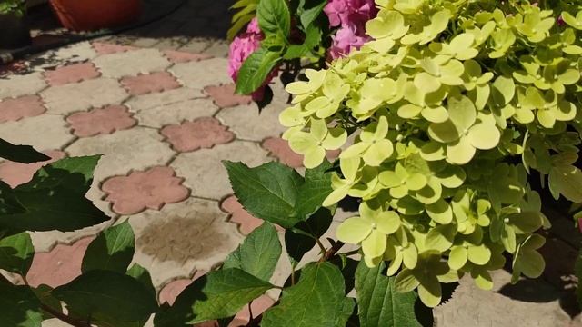 Метельчатые гортензии Граффити и Скайфол-начало  цветения (Hydrangea paniculate Graffiti)