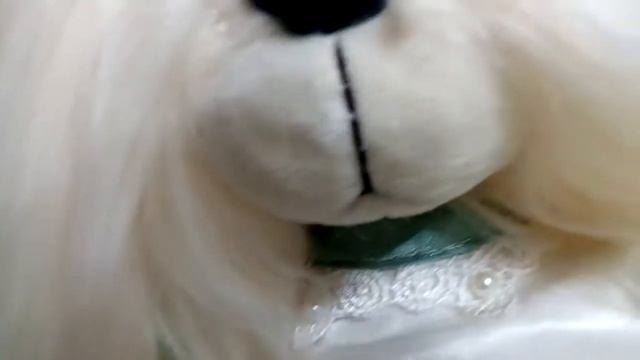 Моя собачка Lucky DOGGY!!!