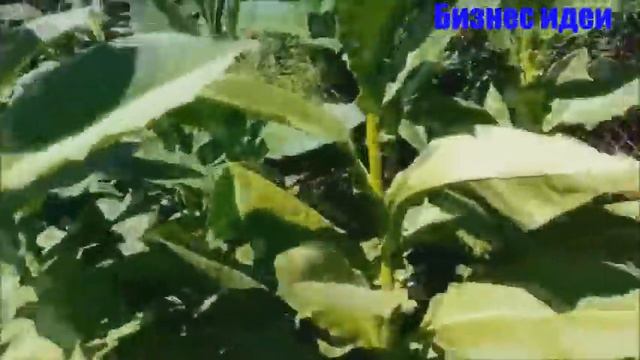 ВЫРАЩИВАНИЕ ТАБАКА В ДОМАШНИХ УСЛОВИЯХ КАК БИЗНЕС ИДЕЯ