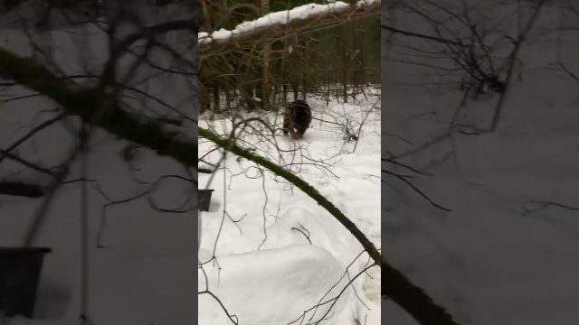 Медведь Том убежал