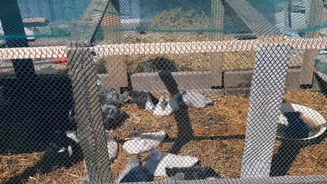 МОЙ ОПЫТ СОДЕРЖАНИЯ УТОК. Уткам 1 месяц, условия, кормление, обзор загона для уток.