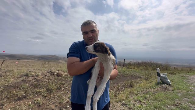 Спасли щенка -скелета от голодной смерти