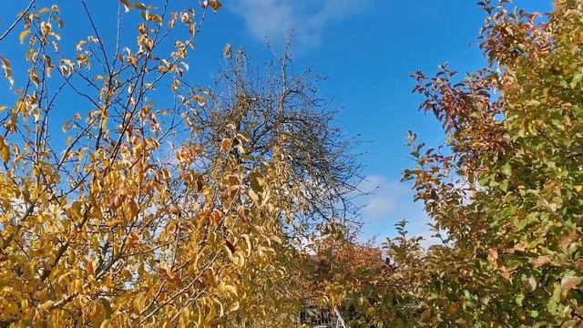 Как я спрятала огород