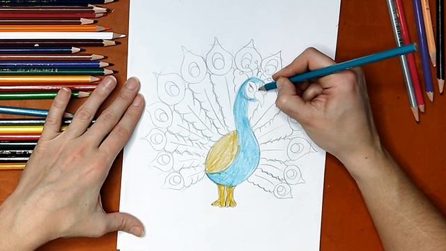 Как нарисовать павлина. Онлайн-школа рисования "Малевашки"