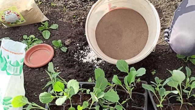 ПОСАДКА РАССАДЫ КАПУСТЫ В ОТКРЫТЫЙ ГРУНТ