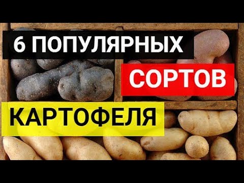 Сравниваем 6 популярных сортов картофеля. Какой картофель самый урожайный