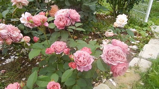 Как красивы и ароматны японские розы! 4 сорта:Robe a la francaise,Miyabi,Aoi,Ioly.