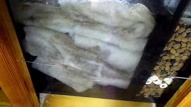 САМП для пресноводного аквариума с цихлидами, своими руками