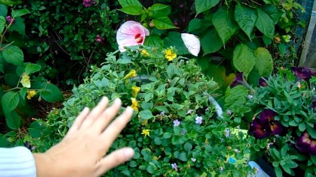 КАК ПРАВИЛЬНО ЧЕРЕНКОВАТЬ ПЕТУНИЮ ОСЕНЬЮ . ВАЖНЫЕ НЮАНСЫ !!!