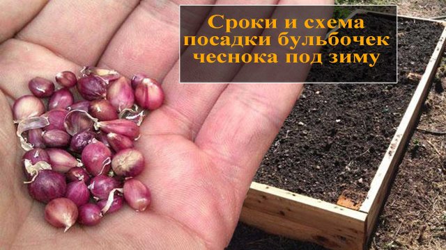 Как сажать бульбочки чеснока под зиму