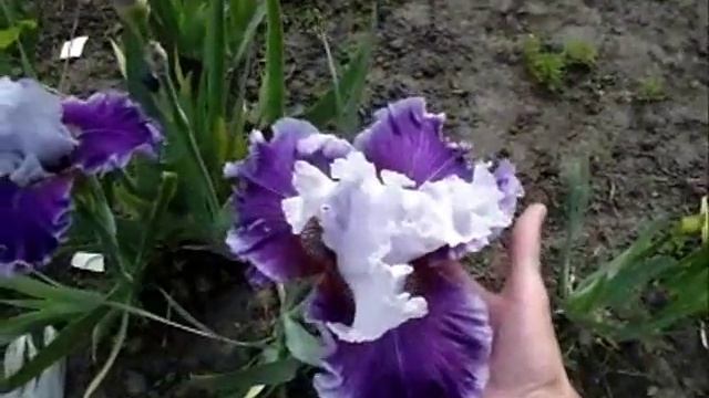 ИРИСЫ - сорта с крупными цветами. IRIS