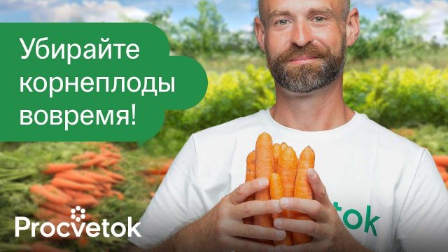 СРОЧНО ВЫКОПАЙТЕ МОРКОВЬ И СВЁКЛУ, если увидите эти признаки! Корнеплоды сочные и лежат до весны
