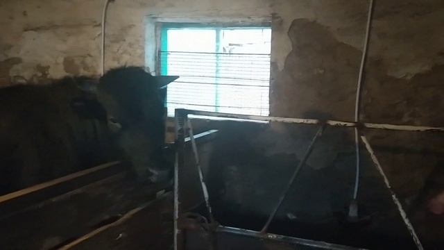 Параметры сарая, размеры стойла для бычков