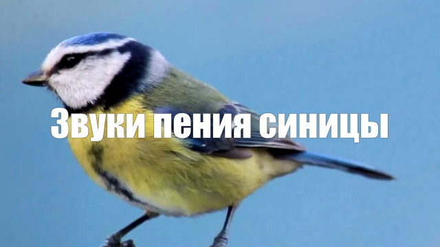 Видео 2 часа Звук природы. Пение синицы для расслабления, от бессонницы
