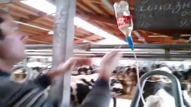 Внутривенное введение растворов корове