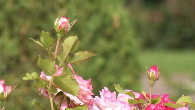 Prairie Yard & Garden: Leif Erikson Park and Rose Garden | Full Episode