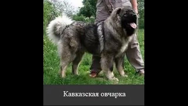 Разные породы собак