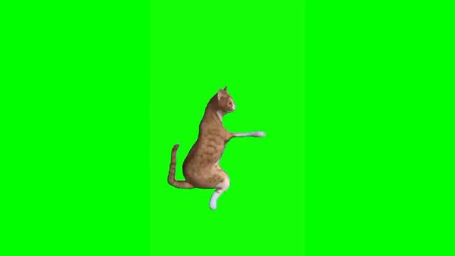 футажи котов. mp4