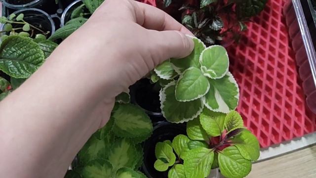 Пилеи и плектрантусы моя небольшая коллекция. Домашние цветы, которые высаживаю в сад летом.