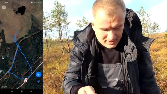 Сбор клюквы ковшом на болоте Чудской Бор