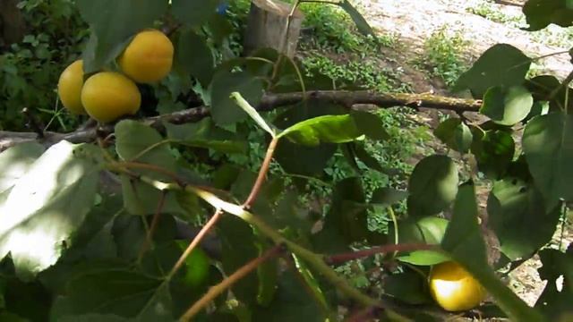 Абрикосовый сад во Владимирской области (часть 6)