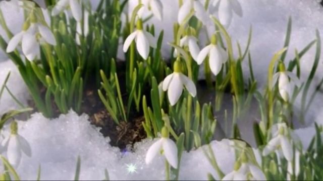 П И Чайковский Апрель Подснежник