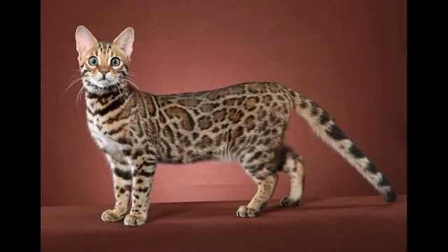 ТОП 11 самых дорогих пород кошек в мире