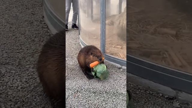 животные юмор.mp4