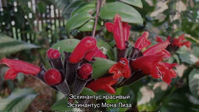 Эсхинантус — уход в домашних условиях и размножение