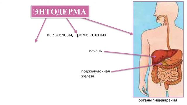 Биология 9 класс. Индивидуальное развитие