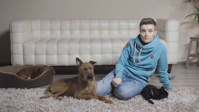 Как отучить собаку лаять дома?