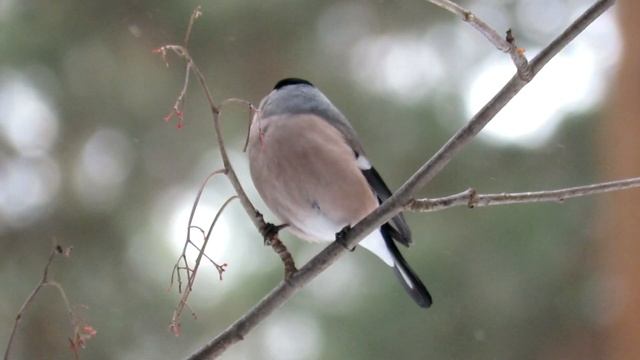 Снегирь Как отличается самец от самки? Bullfinch