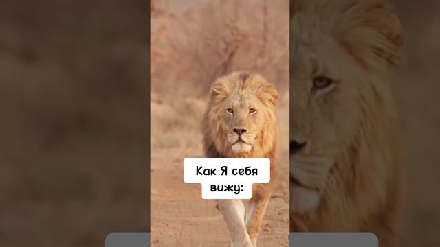 мой лев..