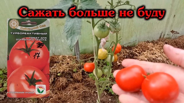 Томат турбореактивный больше не посажу