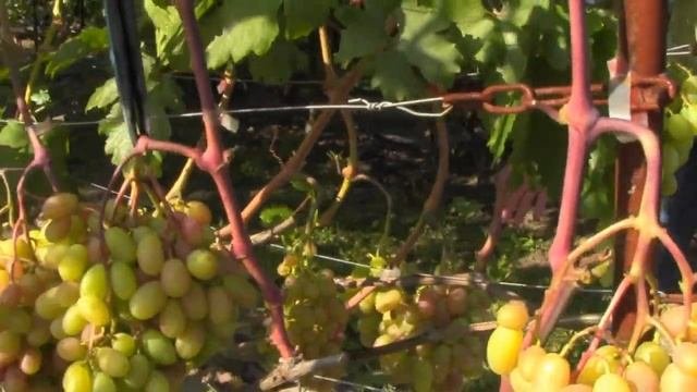 @Виноград Сенсация  Вкусный виноград, хороший виноград