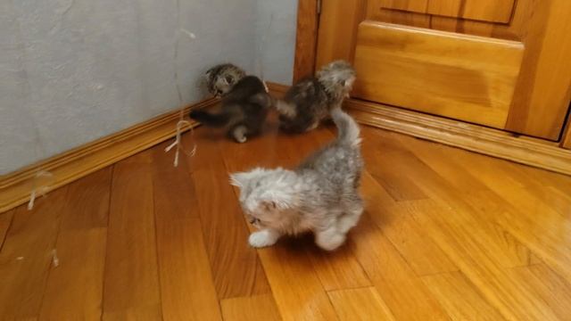 вислоухие шотландцы