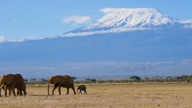 Wildlife Safari 4K - Scenic Animal Film With African Music