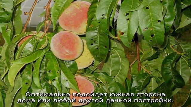 Сорта персиков