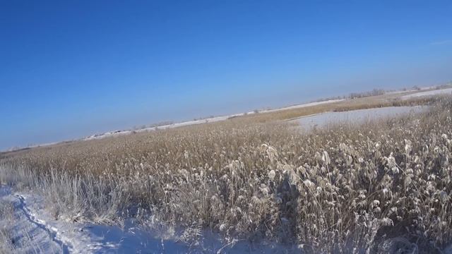 СУПЕР ОХОТА НА ФАЗАНА после снегопада! Охота на фазана в Казахстане. Охота на фазана с дратхаарами.