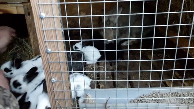 В каком возрасте лучше отсаживать крольчат от крольчихи