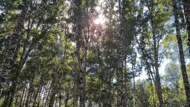 ПЛАНЕТАРНАЯ МАГИЯ.СТИХИЯ ЗЕМЛЯ.