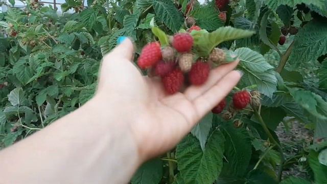 Малина Нижегородец. Этот сорт меня удивил!